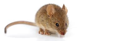 Two species considered to be a major pest in this country is the field mouse and the deer mice and house mice are the two different kinds of mice that you'll find inside your home. What Kind Of Mouse Is In My House Earthkind