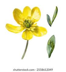 Image result for Ranunculaceae