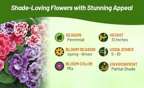 Image result for Ursinia montana