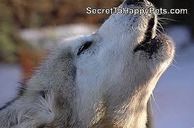 Geceleri Aglayan Bir Kopek Nasil Durdurulur Tr Secrettohappypets Com