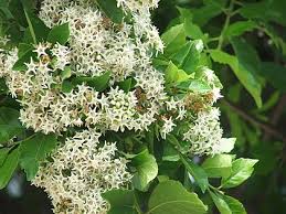 Image result for Ehretia cymosa