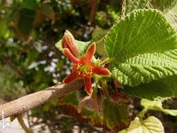 Image result for Grewia herbacea