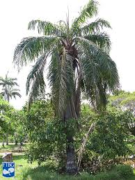 Image result for Elaeis