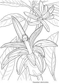Hawaiian flower coloring page flower 5. Pin On Coloring