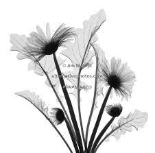 Gerbera Daisy Black On White Jpg 650 644 Pixels Daisy Tattoo Gerbera Daisy Tattoo Watercolor Daisy Tattoo