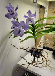 Image result for Vanda