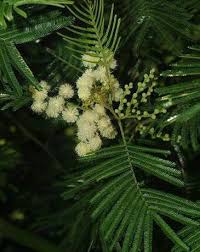 Image result for Acacia hockii