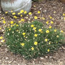 View daisy cruz malay's genealogy family tree on geni, with over 200 million profiles of ancestors and living relatives. Hymenoxys Four Nerve Daisy Austintexas Gov