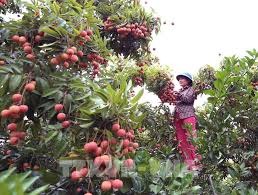 Vải thiều sớm bắc giang đắt hàng trên các chợ mạng. Báº¯c Giang Xuc Tiáº¿n Tieu Thá»¥ Váº£i Thiá»u NÄƒm 2020