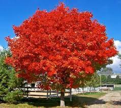 Breathtaking color that astounds year after year. October Glory Red Maple Tree New Life Nursery