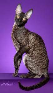 cats katzen cat breeds cornish rex cat cats