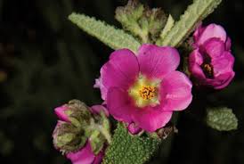 Image result for Malvaceae subfamily Malvoideae