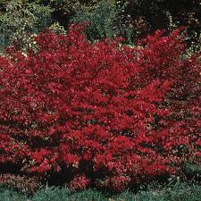 A burning bush (euonymus alatus) needs regular pruning to control its growth. Burning Bush Finegardening