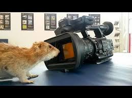 Farelerle Mucadelede En Etkili Yontem Futuris Youtube