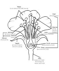 Labelled Diagram Of A Flower Inspirational 10 Best Of Flower Diagram Worksheet Plant Parts In 2020 Parts Of A Flower Diagram Of A Flower Parts Of A Plant