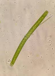 Image result for Pleurostylia