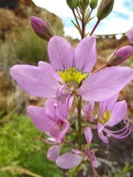 Image result for Cleome oxyphylla