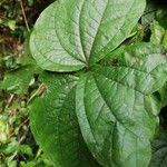 Image result for Dioscorea dumetorum