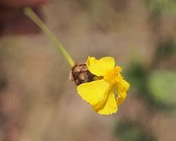 Image result for Xyris fugaciflora