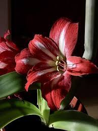 Lirio Flor Roja Pistilos Flor Naturaleza Las Flores Rojo Petalos Jardin Belleza Planta Pikist