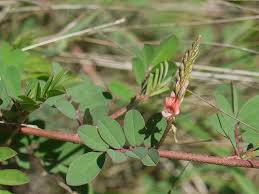 Image result for Indigofera hendecaphylla