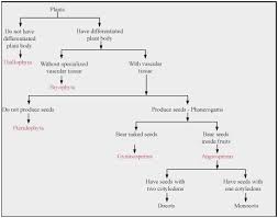 56 Clean Flow Chart Of Plant Kingdom