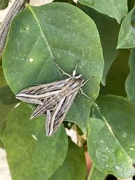 Image result for Hippotion celerio