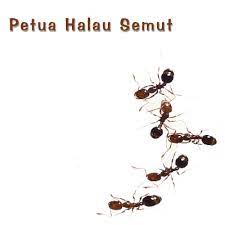 Kulit telur adalah satu lagi petua halau semut yang anda boleh cuba. Petua Halau Semut Hafezcap77