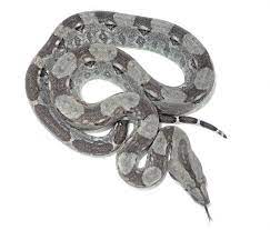 Boa C Imperator Crawl Cay For Sale Boa Constrictor Verkauf Sale Boa Constrictor Cay Boa