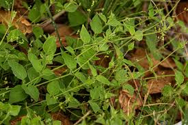 Image result for Psilotrichum