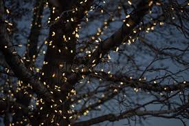 Valitse laajasta valikoimasta samankaltaisia kohtauksia. 14 179 Fairy Lights Tree Photos Free Royalty Free Stock Photos From Dreamstime