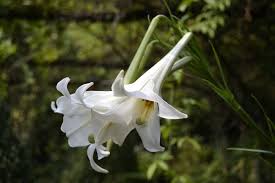 Maybe you would like to learn more about one of these? Ryan Gainey S Fragrant Flowers Flower Magazine