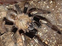 Some are more gentle and some more aggressive. Skeleton Leg Tarantula Drone Fest