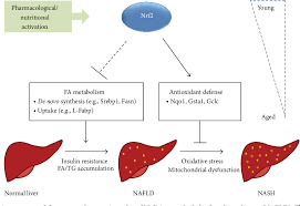 Thank you for visiting simple respiratory system diagram pictures. Figure 2 From The Dual Role Of Nrf2 In Nonalcoholic Fatty Liver Disease Regulation Of Antioxidant Defenses And Hepatic Lipid Metabolism Semantic Scholar