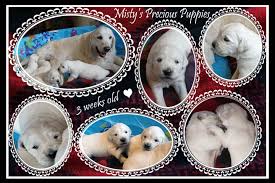 The golden retriever is a breed of dog originating in scotland. Blue River Golden Retrievers Has Golden Retriever Puppies For Sale In Beatrice Ne On Akc Puppyfinder Retriever Puppy Golden Retriever Puppies For Sale