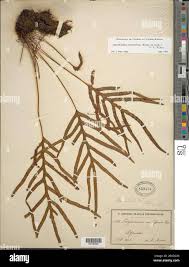 Image result for Zygophlebia