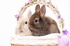If you have your own one, just send us the image and we will show it on the. Bunnies Wallpapers Group 76