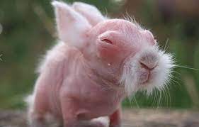 Pin On Animals