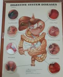 Digestive System Diseases Steempeak