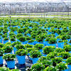 Our garden center is located in casco, maine and offers healthy plants, hanging baskets, bark mulch, vegetables, soil, potting mix, loam and other garden related products. 1