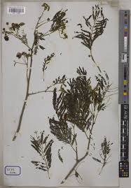 Image result for Chazaliella abrupta