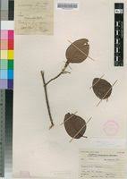 Image result for Androstachys