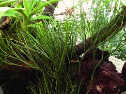 Image result for Psilotum nudum