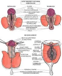 Type iii is the extreme type of fgm. Vergleich Weibliche Mannliche Beschneidung Beschneidung Von Jungen
