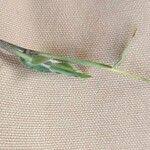 Image result for Urochloa semiundulata