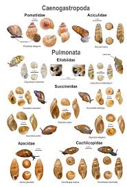 An Illustrated Guide To The Land Snails Of The British Isles