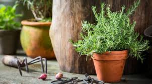 This can be done as early as late winter and then through spring and summer. Growing Rosemary In Pots For Beginners Pyracantha Co Uk