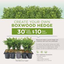 Winter burn causes the leaves of the evergreen to yellow or brownout, and substantial dieback can occur in some plants. Green Velvet Boxwoods Available Online Plantsbymail Com
