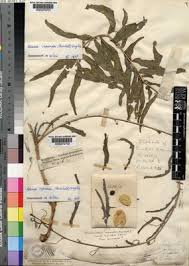 Image result for Adenia repanda