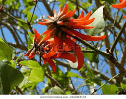 Image result for Erythrina lysistemon